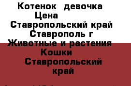 Котенок  девочка › Цена ­ 1 000 - Ставропольский край, Ставрополь г. Животные и растения » Кошки   . Ставропольский край